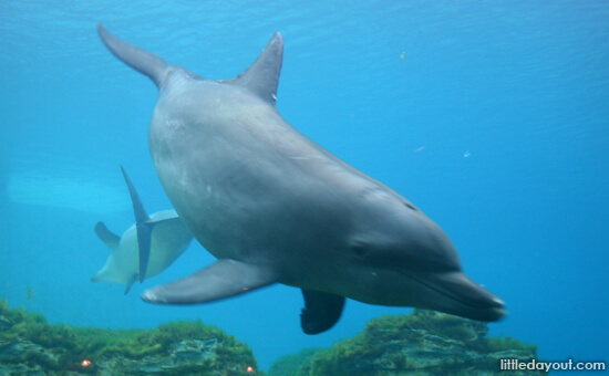 Dolphin