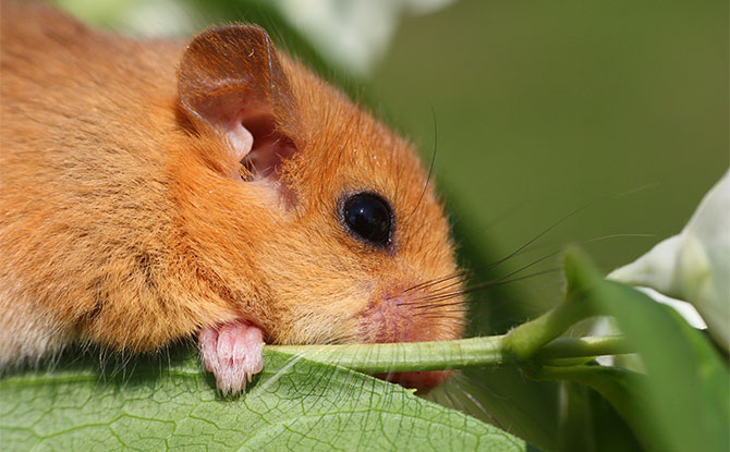 Dormouse