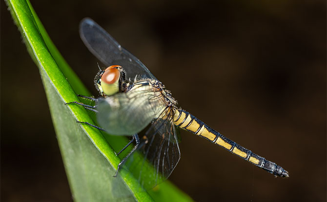 Dragonfly