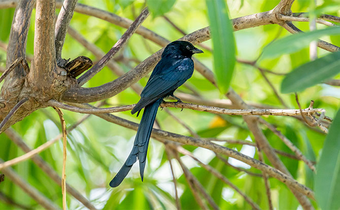 Drongo