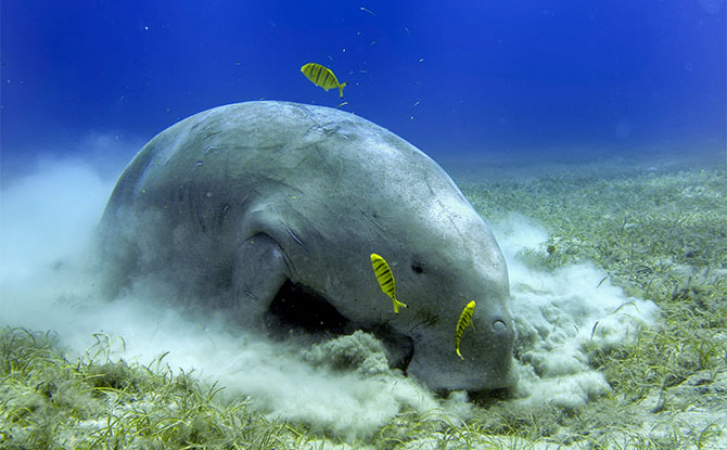 Dugong