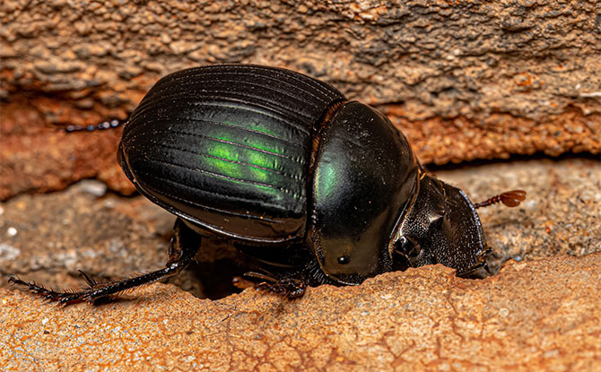 Dung Beetle