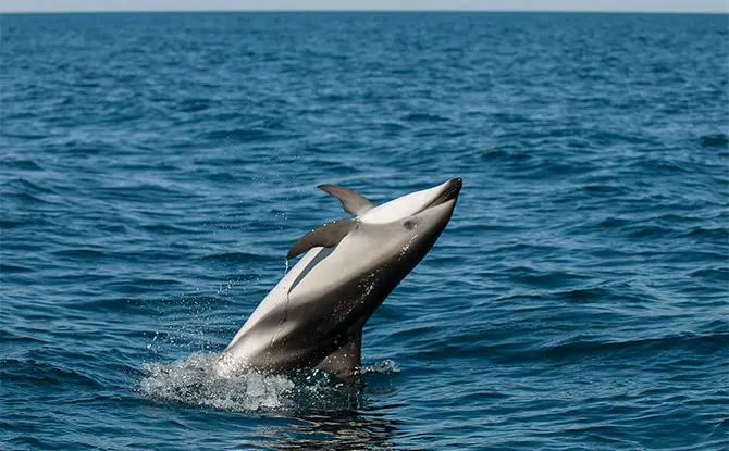Dusky dolphin