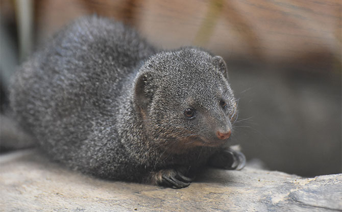 Dwarf Mongoose