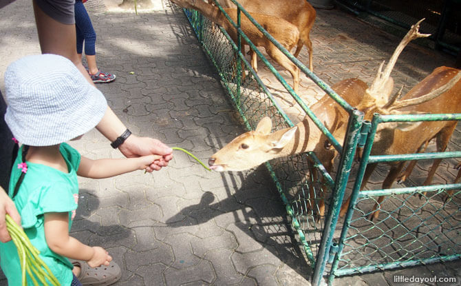 Petting zoo at Nong Nooch Tropical Garden