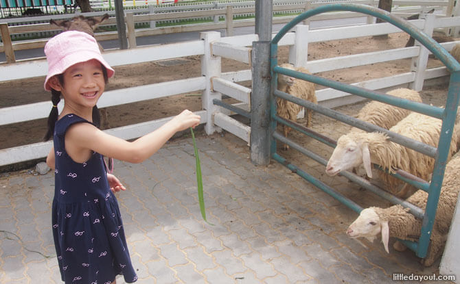 Feeding sheep in Pattaya