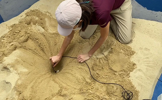 Checks on the Hawksbill Turtle Nest