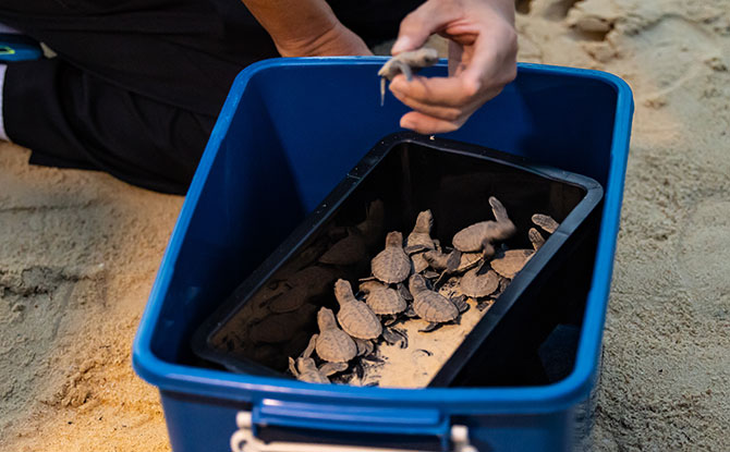 Hawksbill Turtle Hatchlings Released to the Sea from Sentosa