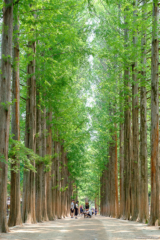 Nami Island Chuncheon City Gangwon Province