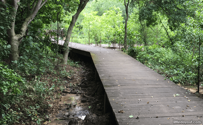 Mangrove Boardwalk