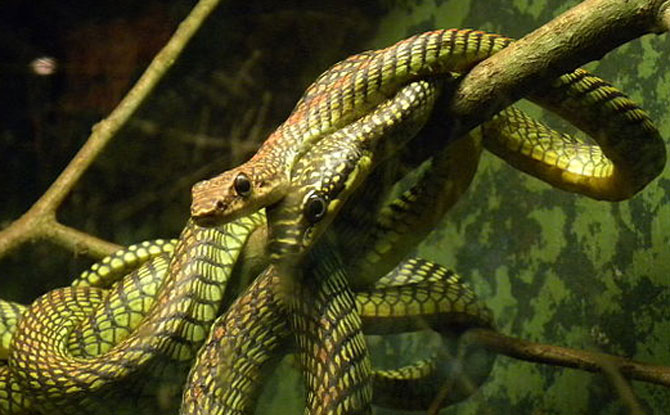 Paradise tree snakes