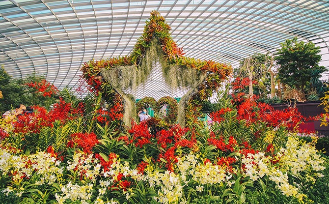 New Orchid Display at Gardens by the Bay's Flower Dome