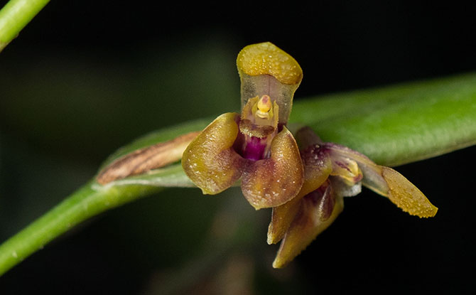 Acianthera decipiens