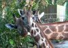 Two Giraffes Have Joined the Herd At Singapore Zoo: See Them At The Wild Africa Zone Two Giraffes Have Joined the Herd At Singapore Zoo: See Them At Wild Africa