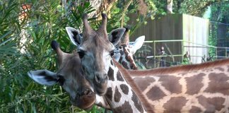 Two Giraffes Have Joined the Herd At Singapore Zoo: See Them At Wild Africa