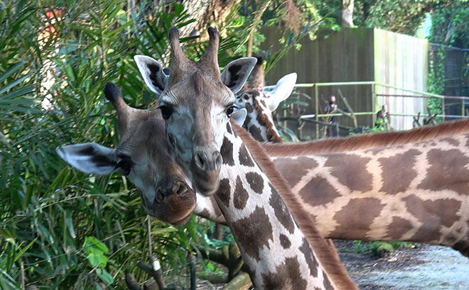 Two Giraffes Have Joined the Herd At Singapore Zoo: See Them At Wild Africa