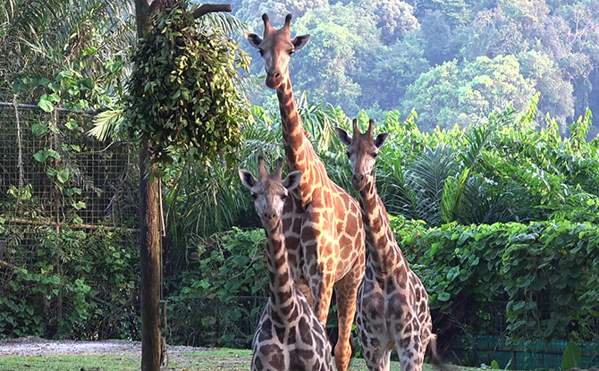 Rothschild's Giraffes at Singapore Zoo