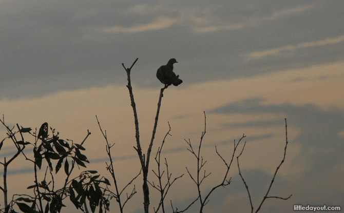 5 Essentials to Bring to Sungei Buloh Wetland Reserve 10 Bird perched on a tree at Sungei Buloh