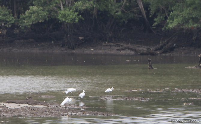 Protecting the Area's Biodiversity