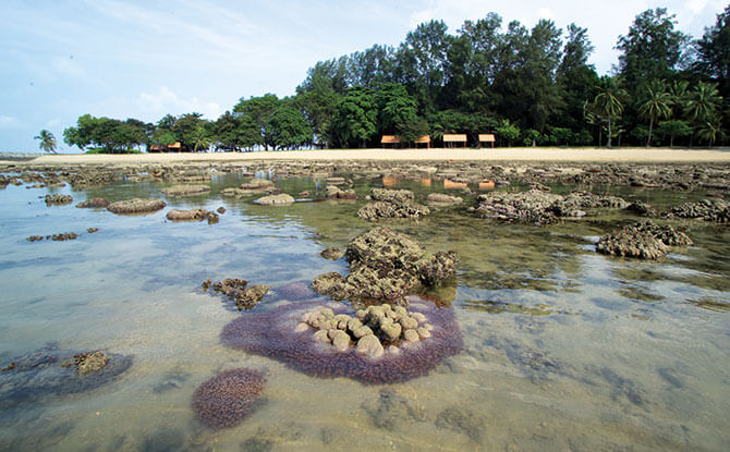 Coral Reefs in Singapore