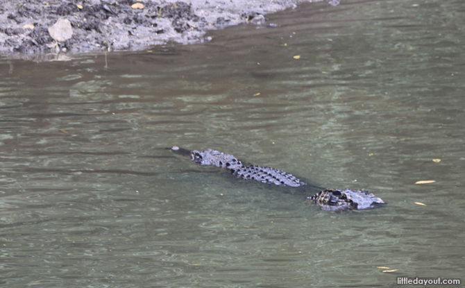 5 Essentials to Bring to Sungei Buloh Wetland Reserve 7 With a bit of luck, you may be able to spot an estuarine crocodile, like this one, at Buloh Besar River.