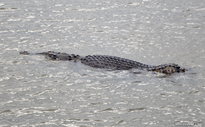 Crocodile at Sungei Buloh Wetland Reserve