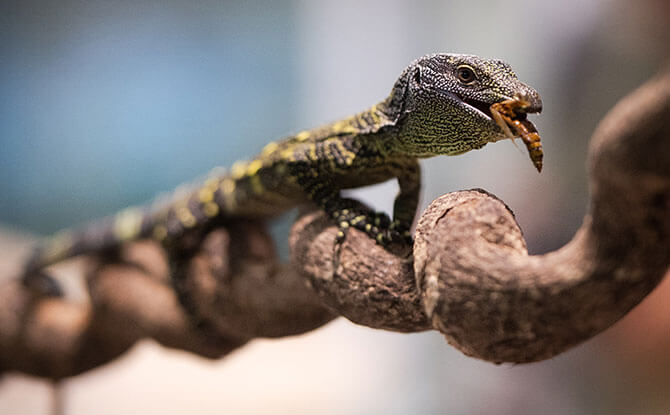 Crocodile monitor