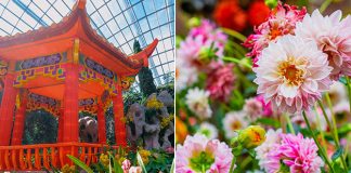 Dahlia Dreams 2022: Grand Lantern Moon Gates & Vibrant Blooms At Gardens By the Bay