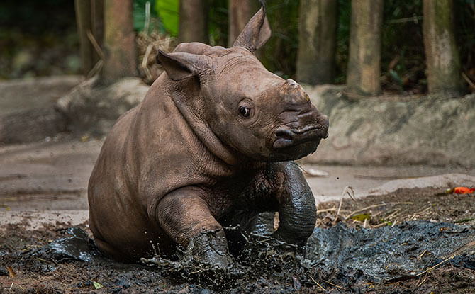 White rhino calf, named Dalia