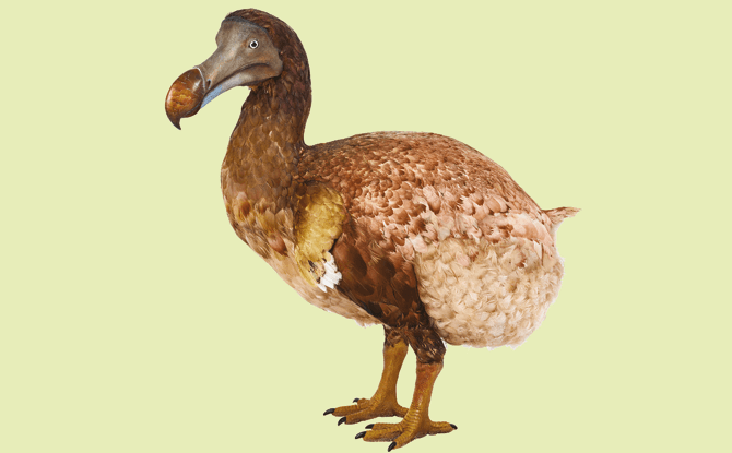 Dodo model, Treasures of the Natural World