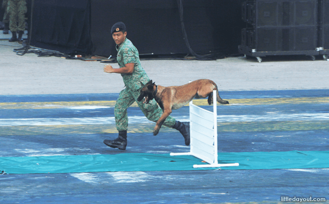 Military Working Dog Show