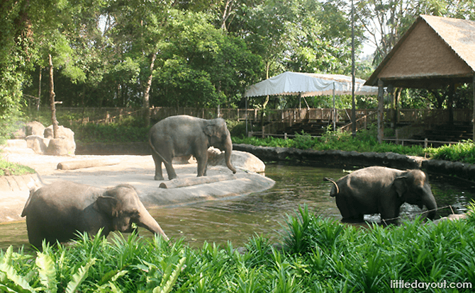 Elephants of Asia