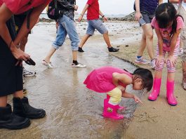 Marine Life Along Singapore's Shores