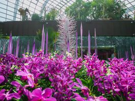 Nurses Enjoy Free Entry To Cooled Conservatories & Dale Chihuly: Glass In Bloom This August 2021
