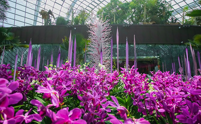 Nurses Enjoy Free Entry To Cooled Conservatories & Dale Chihuly: Glass In Bloom This August 2021
