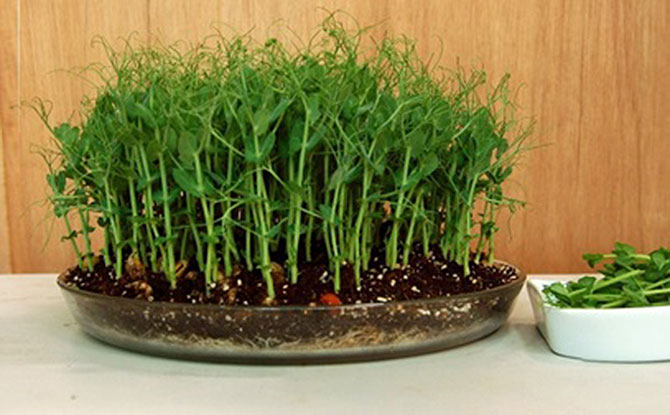 Growing Sprouts and Microgreens at Home