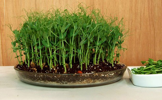 Things To Do This Weekend In Singapore: 19 & 20 Feb 2022 7 Growing Sprouts and Microgreens at Home