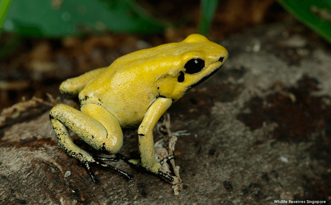 Golden poison frog