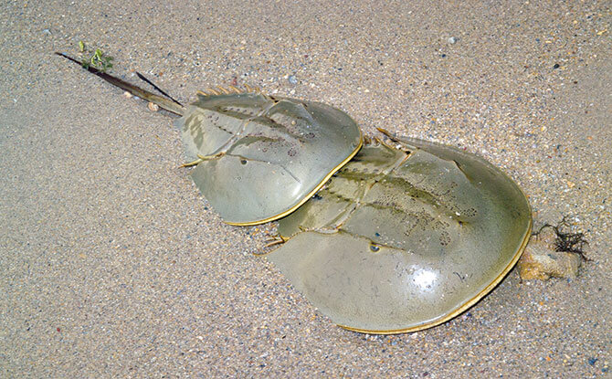 Horseshoe Crab - Marine Life Along Singapore's Shores