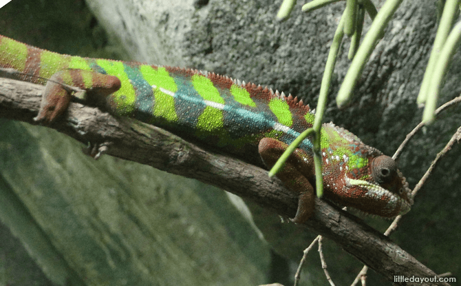 Panthar Chameleon