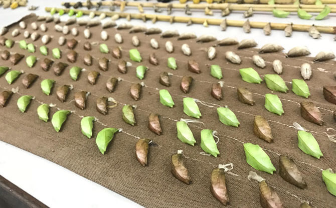 Clipper butterflies wait to emerge at Fragile Forest’s behind the scenes area.