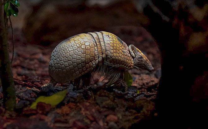 Meet Rocha, Night Safari's New Southern Three Banded Armadillo 1 Rocha, Armadillo at Night Safari