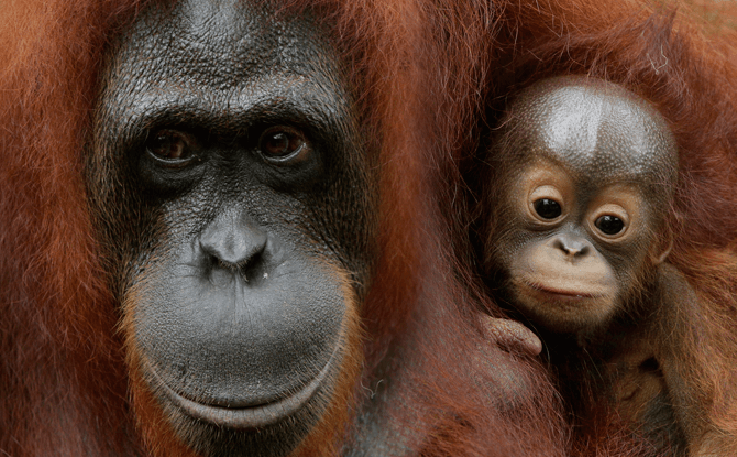 Bornean orangutan baby, Khansa, was born in April 2017.