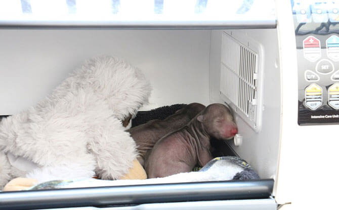 New Twin Sloth Bear Cubs