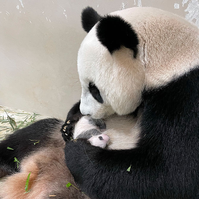 Jia Jia and the Male Panda Cub’s Progress