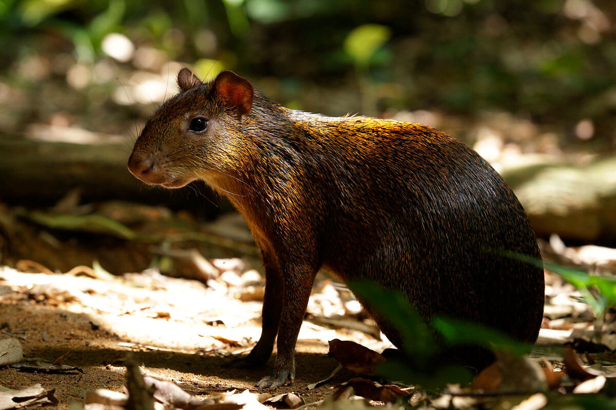 The agouti at River Safari’s One Upon a River Presentation