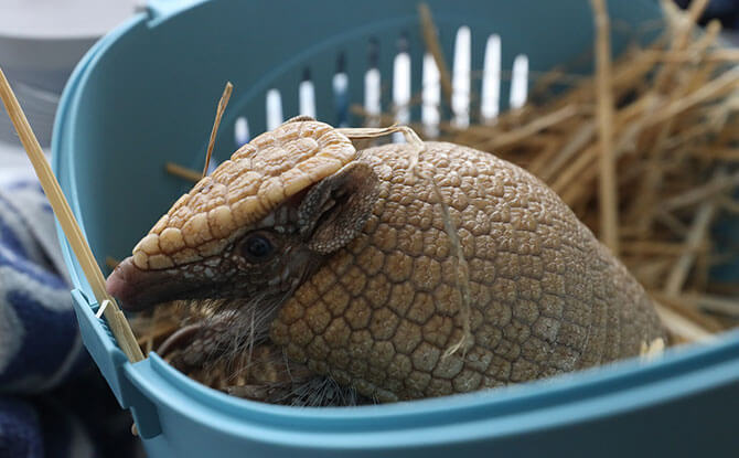 Rocha's three banded armadillo mate