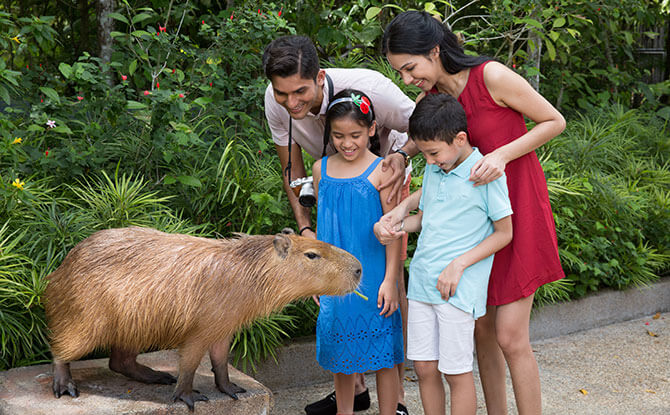 Capybara Interaction