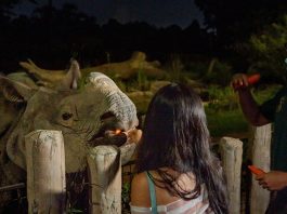 Rhino Feeding Session at Night Safari