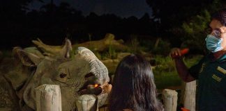 Rhino Feeding Session at Night Safari